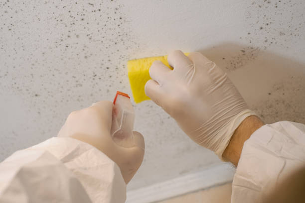 Mold Documentation for Insurance Claims in Woonsocket, RI